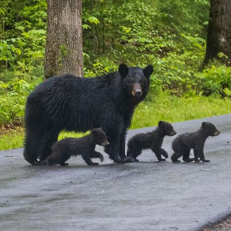 Smoky Bear Lodge With Guest House, Hot Tub, 1089 Free Tickets Each Paid Day, Dollywood And More Sevierville Exterior foto